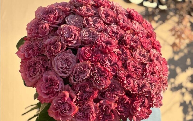 Букет из пионовидных роз 51 шт