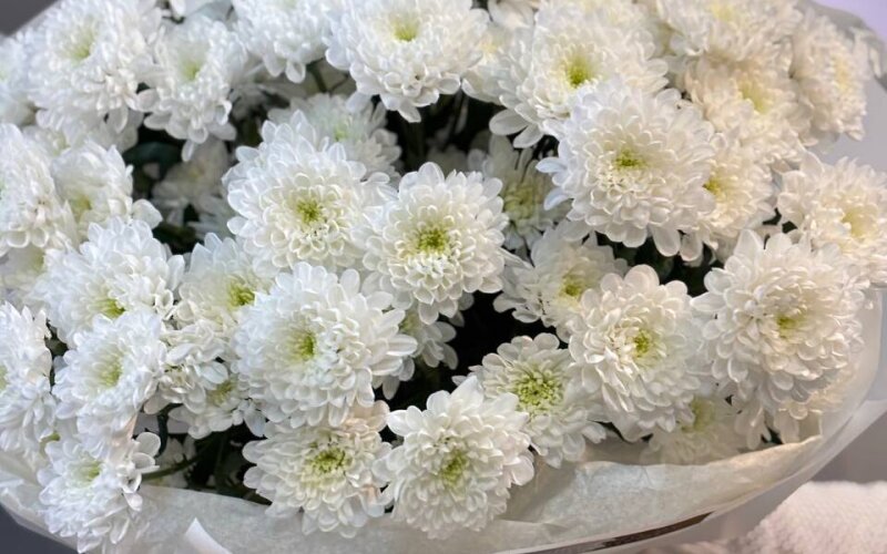 Большой букет из хризантемы «Алтай»