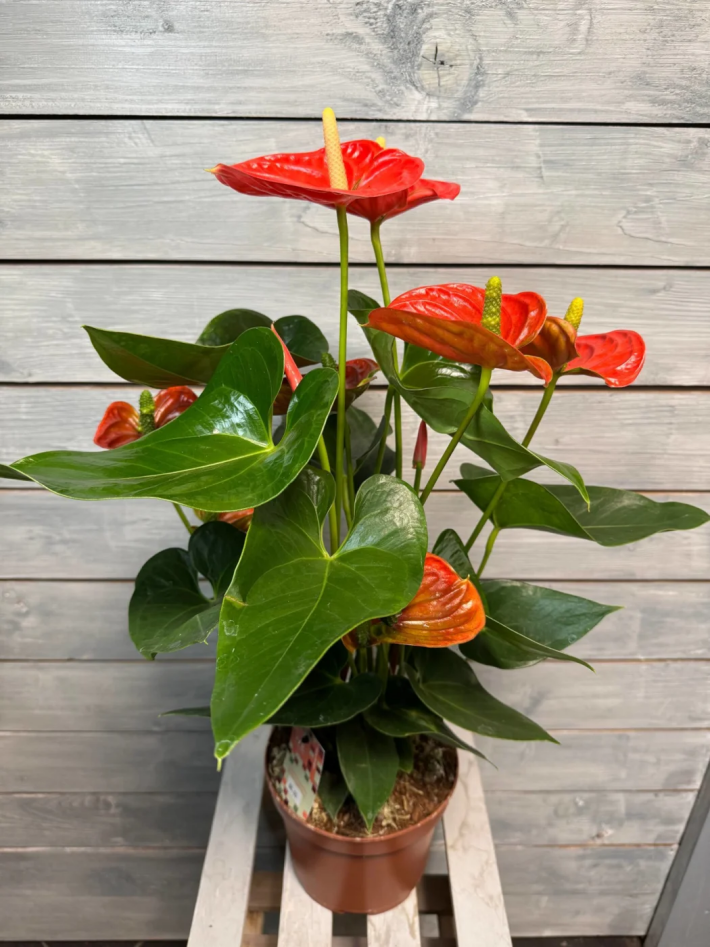 Антуриум Orange