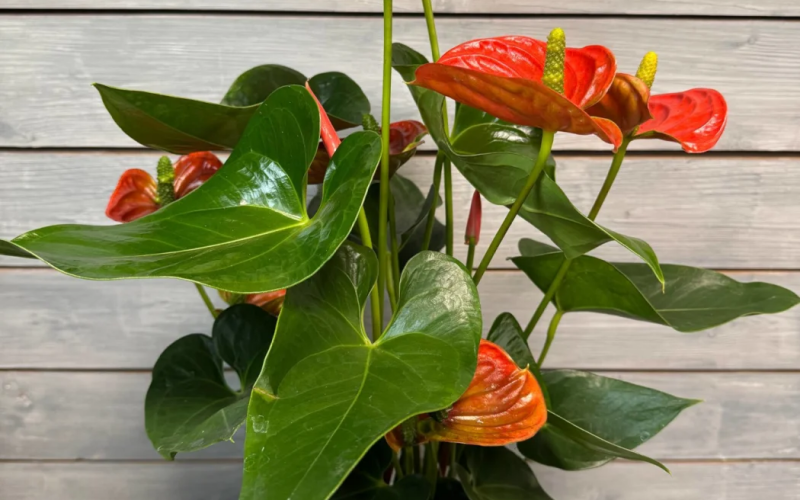 Антуриум Orange