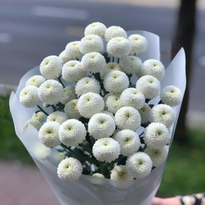 Букет «Облачко» #108 из 5 хризантем «Ньютон»