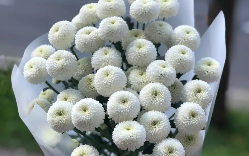 Букет «Облачко» #108 из 5 хризантем «Ньютон»