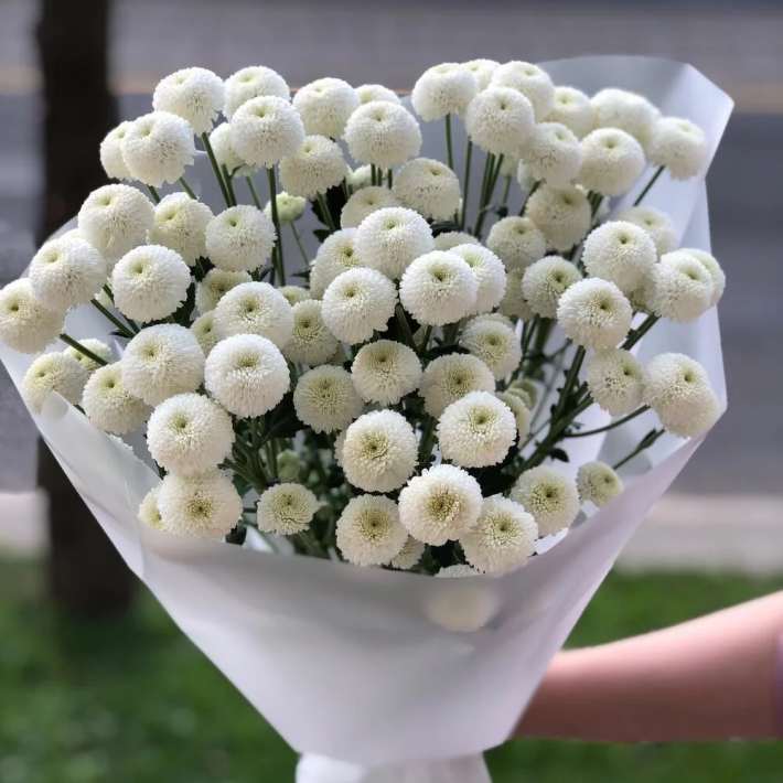 Букет «Облачко» #155 из 9 хризантем «Ньютон»