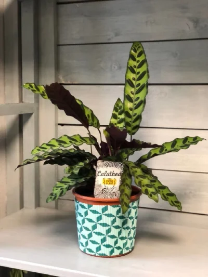 Калатея