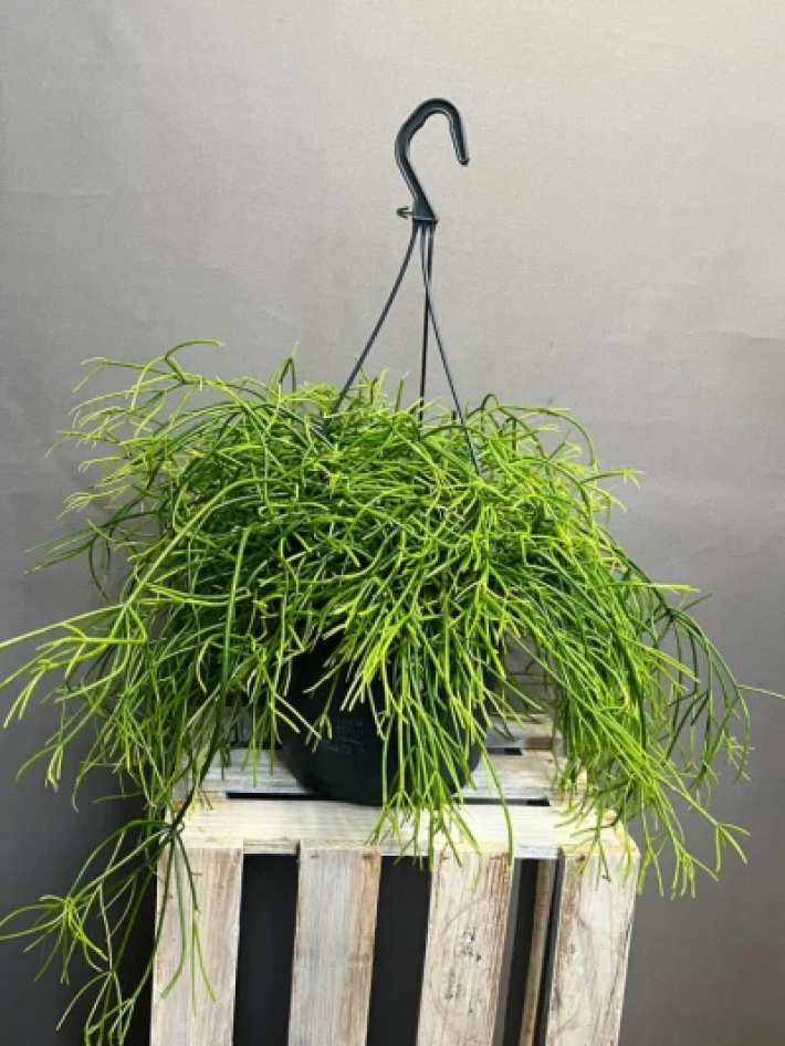 Рипсалис (подвес)