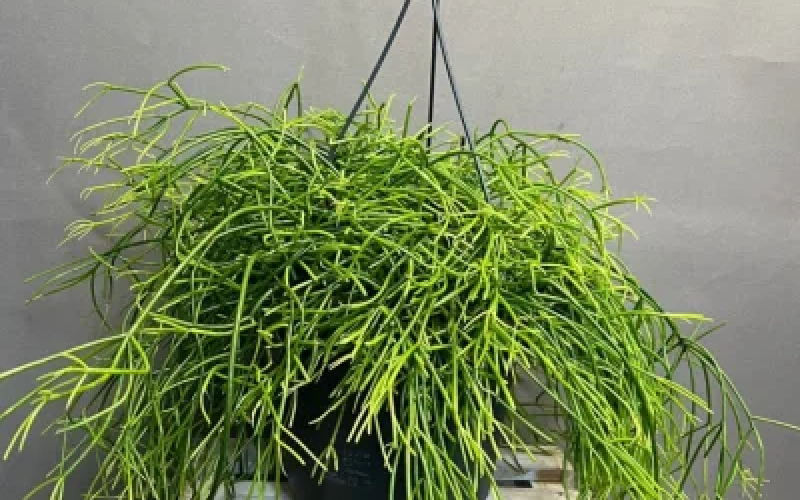 Рипсалис (подвес)