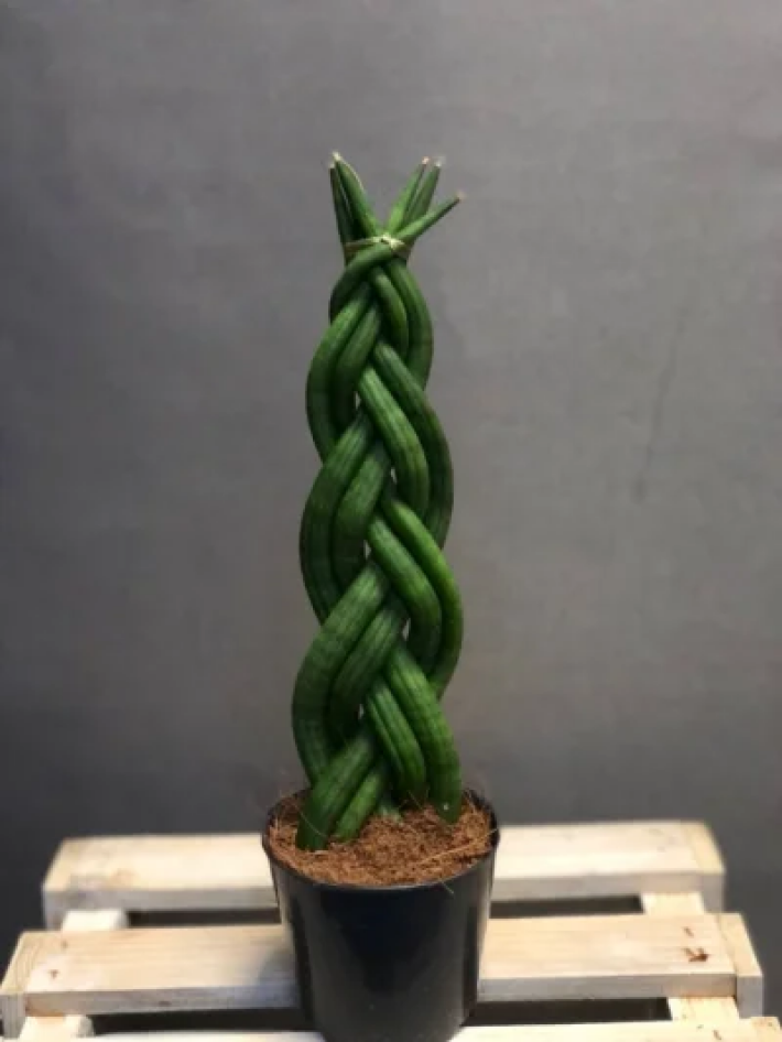 Сансеверия косичка