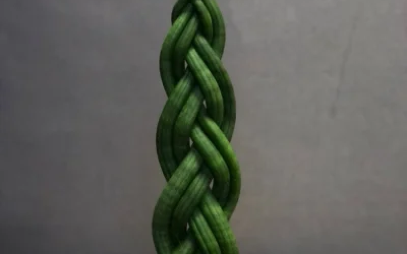 Сансеверия косичка