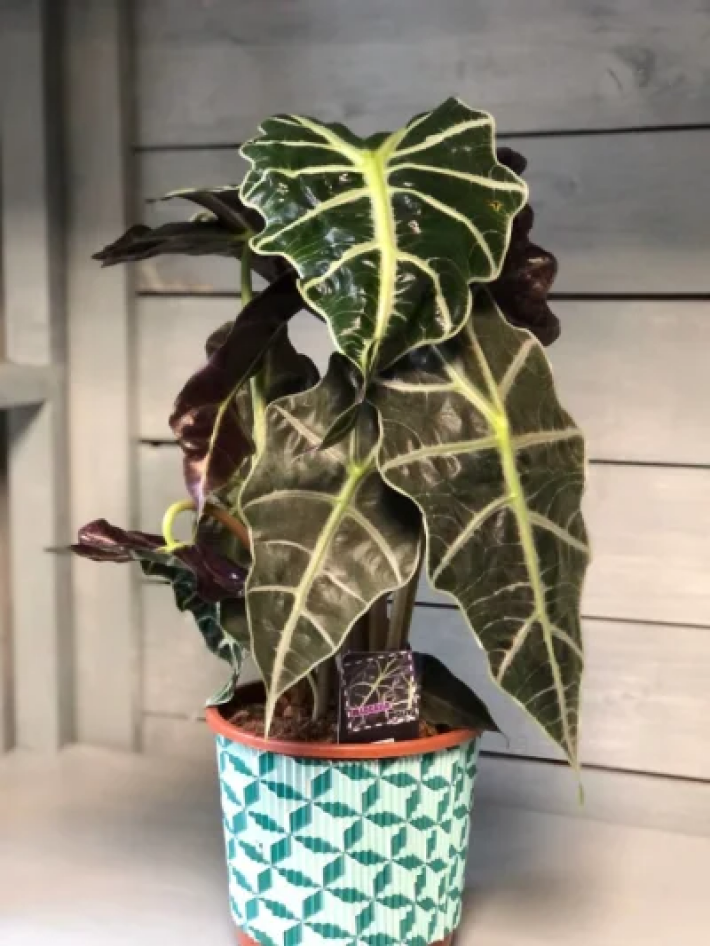 Алоказия Полли