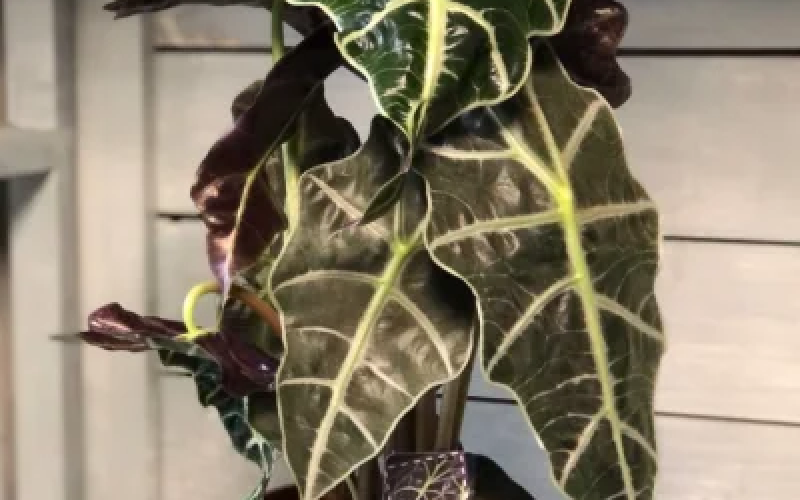 Алоказия Полли