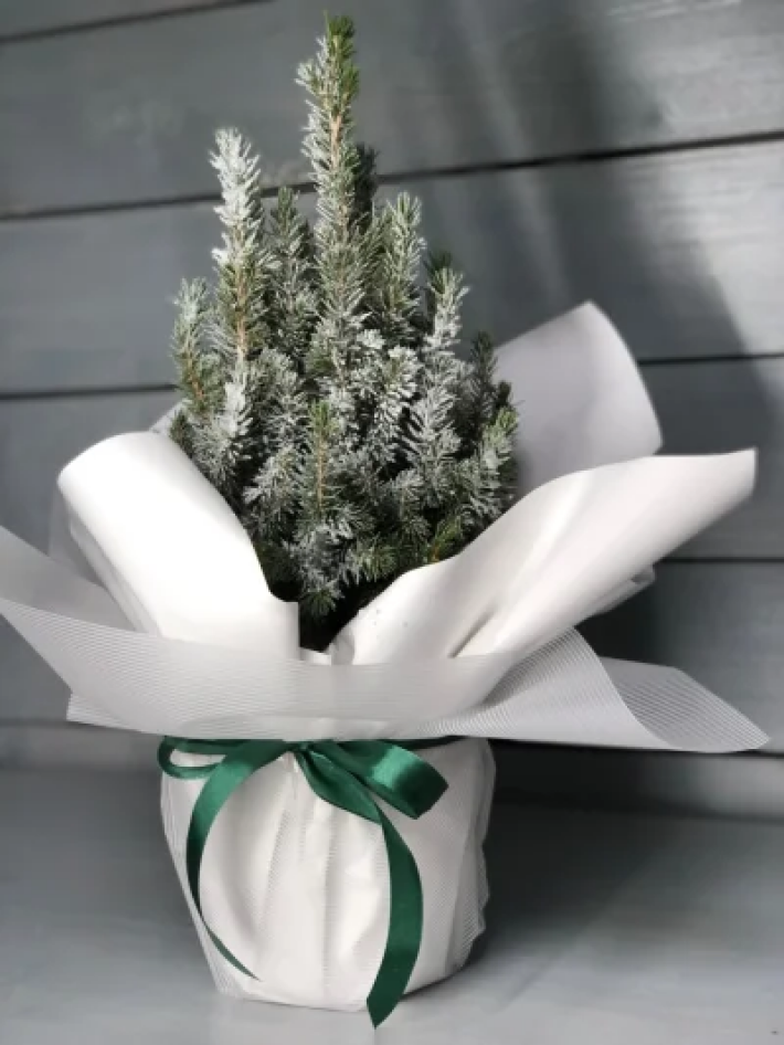 Живая елка «Коника» в праздничном оформлении