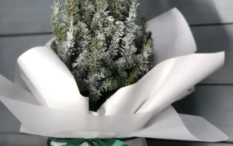 Живая елка «Коника» в праздничном оформлении