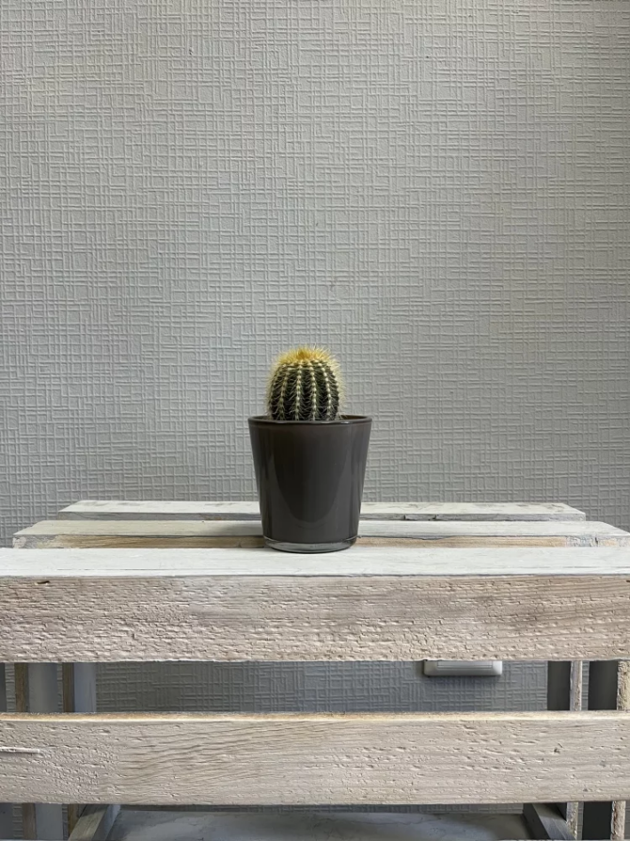 Кактус микс