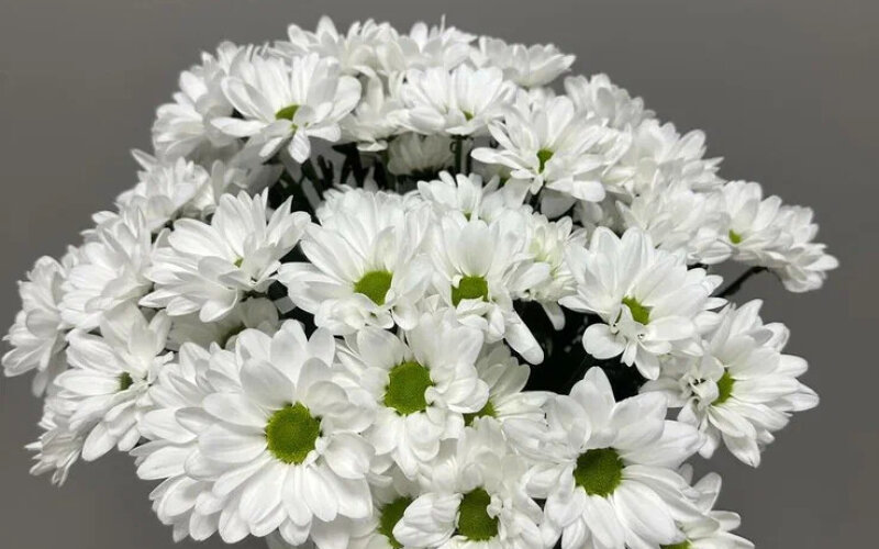 Букет из 7 хризантем