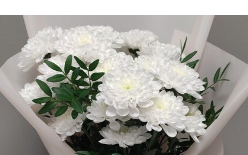 Букет из хризантемы «Алтай» с зеленью фисташки