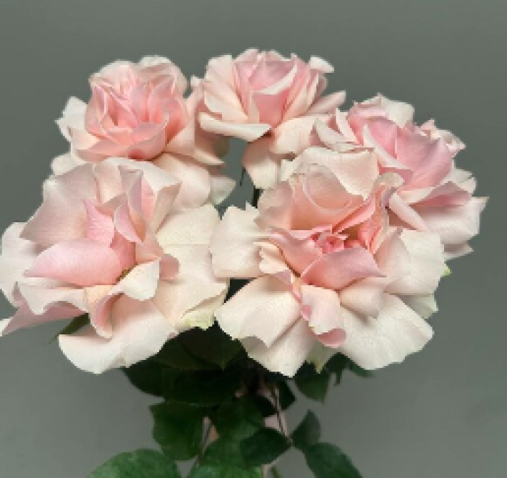 Букеты из 5 роз