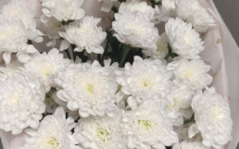 Букет из 5 хризантем