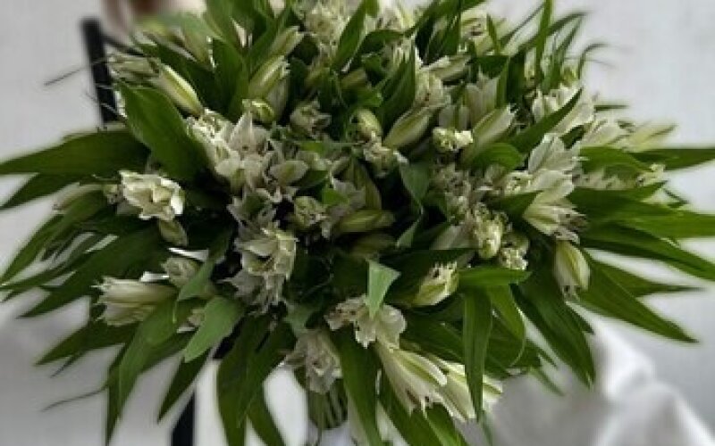 Альстромерия