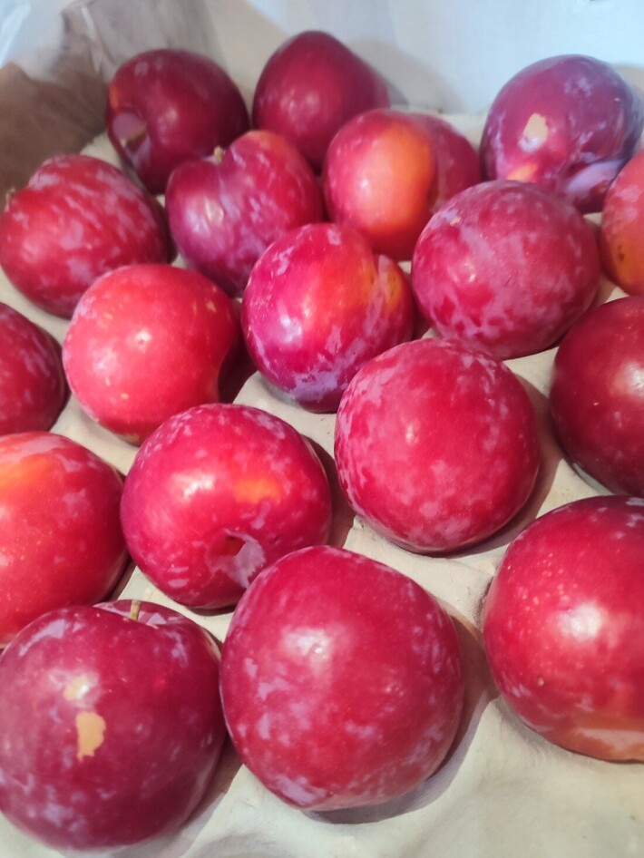 Слива красная