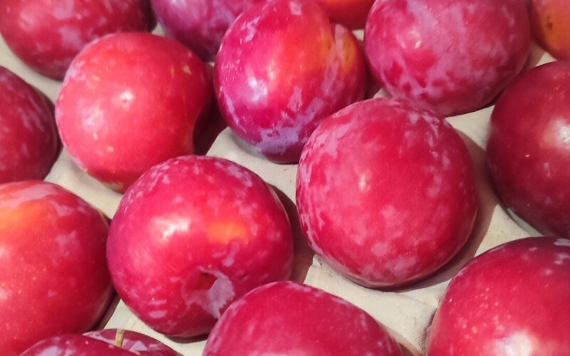 Слива розовая