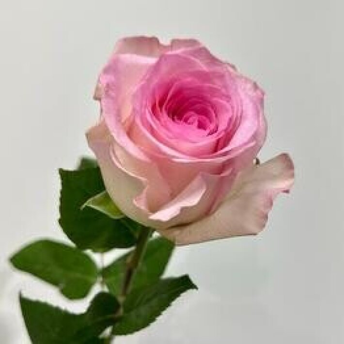 Роза Мандала