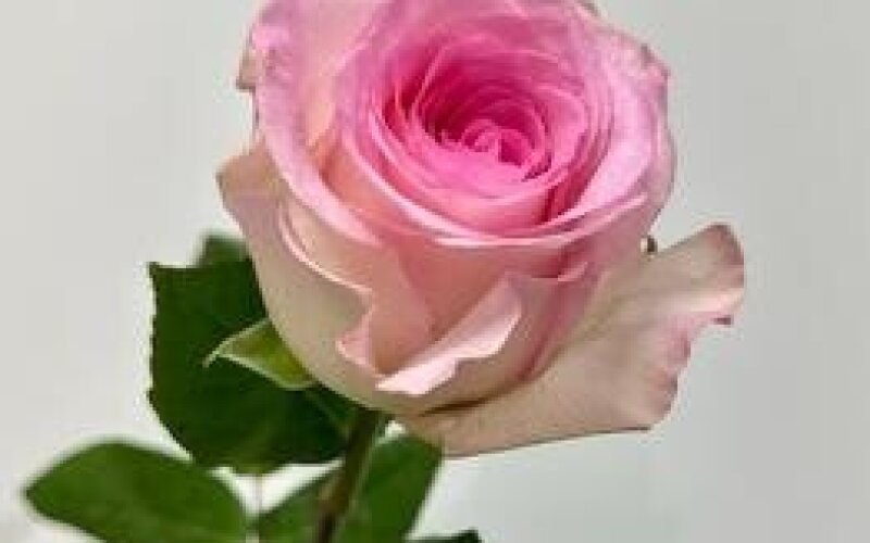 Роза Мандала