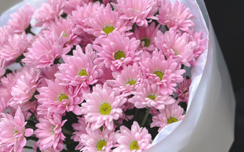 Букет розовых ромашек