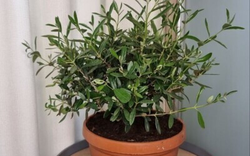 Бонсай Олива