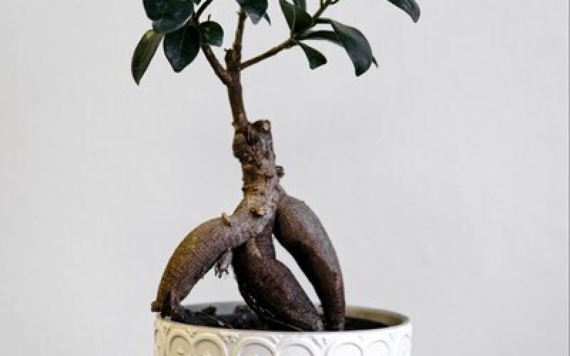 Бонсай Фикус Гинсенг