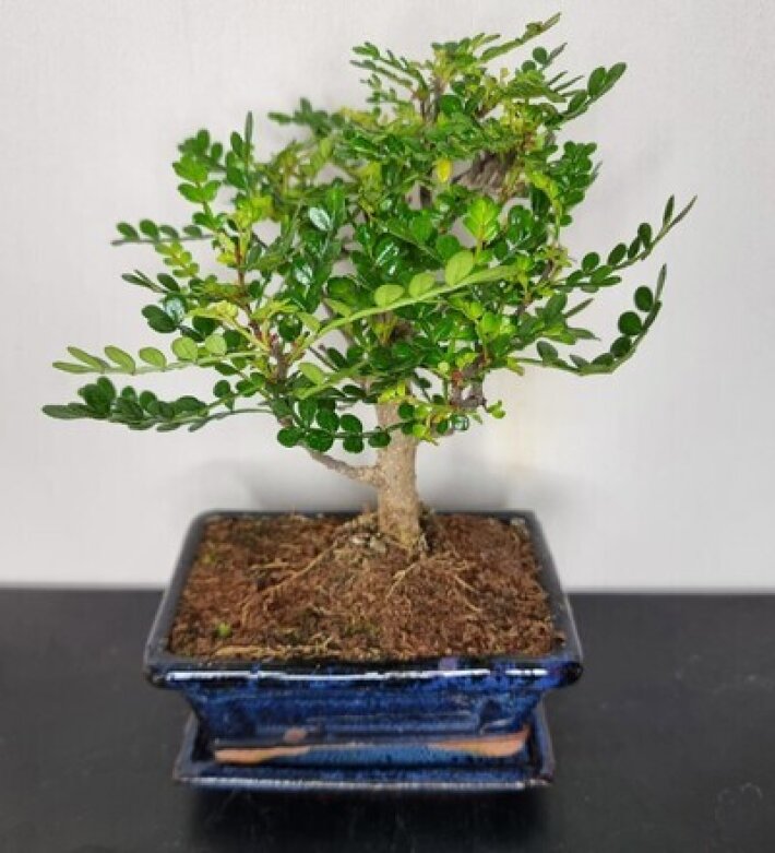 Бонсай Зантоксилум