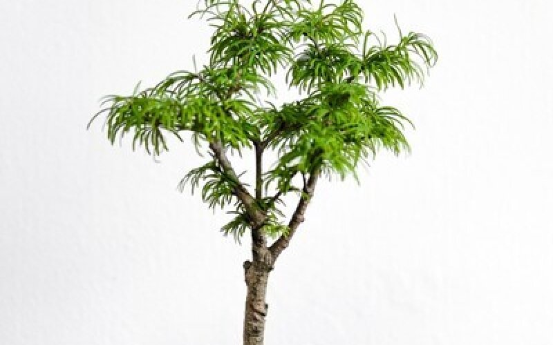 Бонсай Псевдоларикс