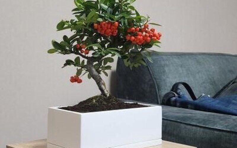 Бонсай Пираканта