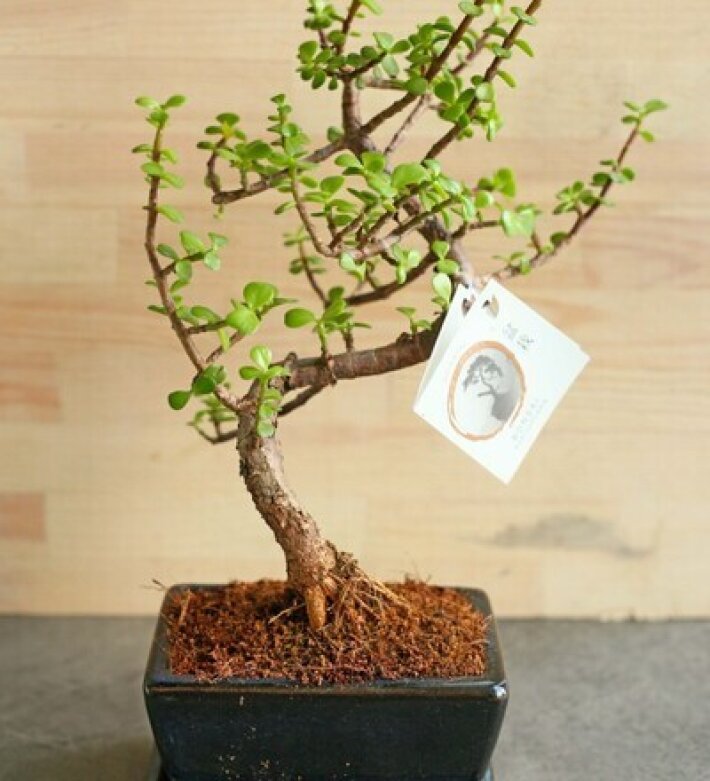 Бонсай Портулакария