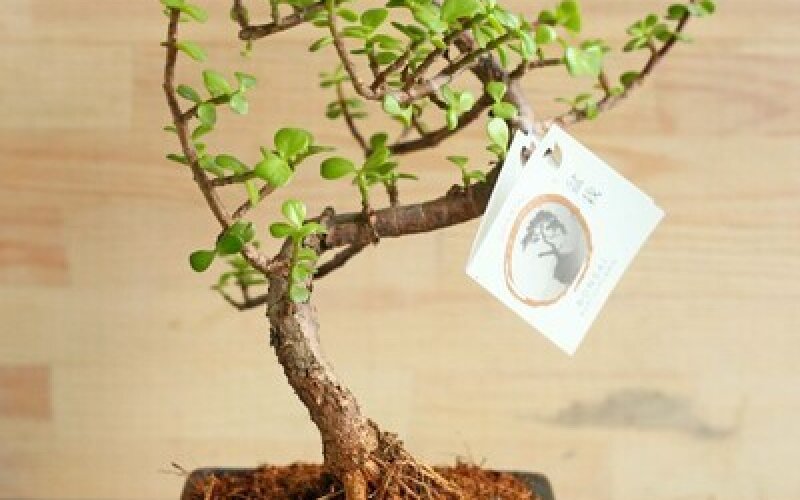 Бонсай Портулакария