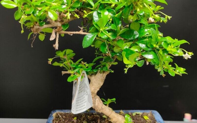 Бонсай Кармона