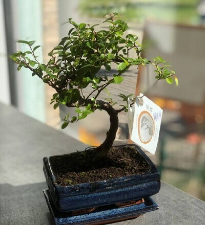 Бонсай Сагереция