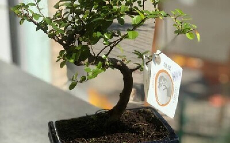 Бонсай Сагереция