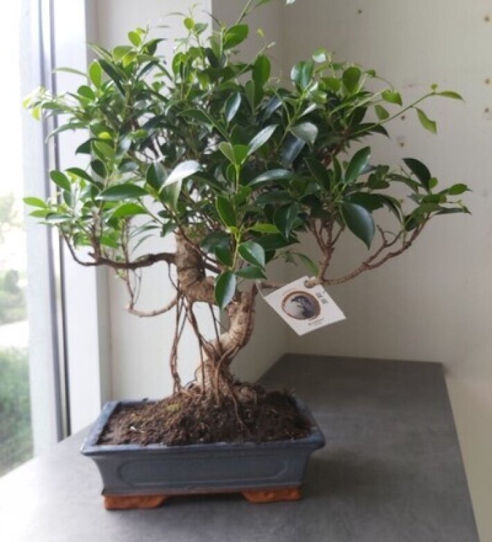 Бонсай Фикус Ретуза