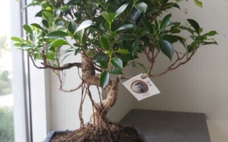 Бонсай Фикус Ретуза