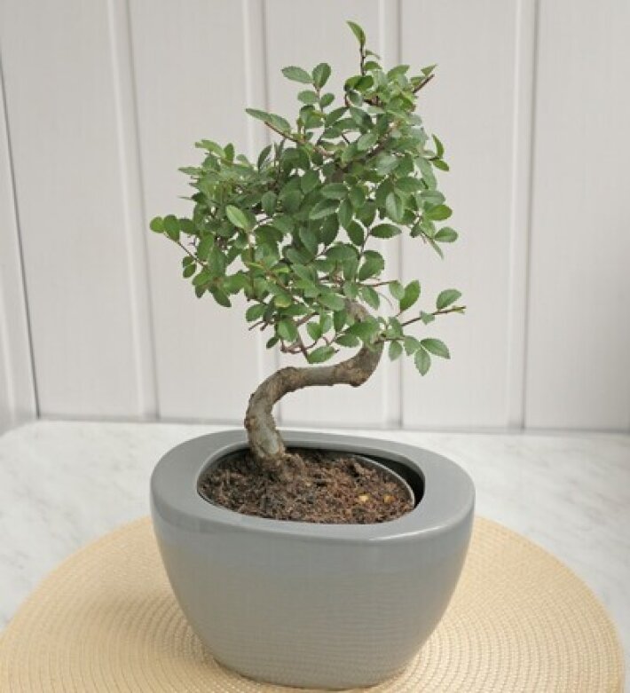 Бонсай Зельква