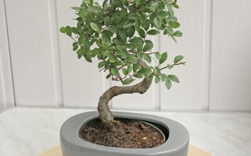 Бонсай Зельква