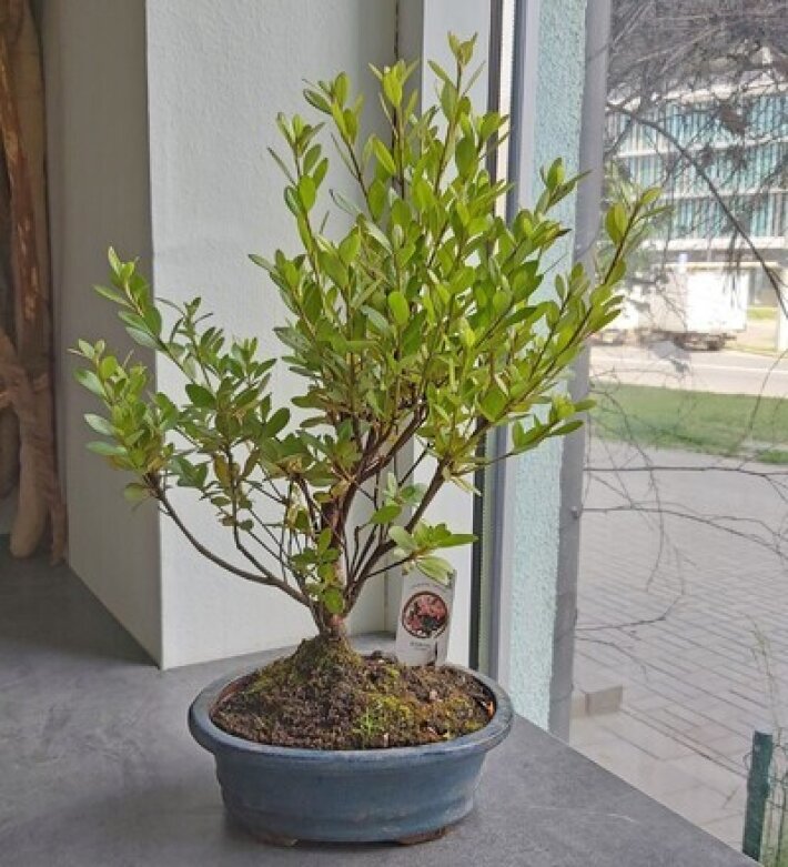 Бонсай Азалия цветущая Рододендрон