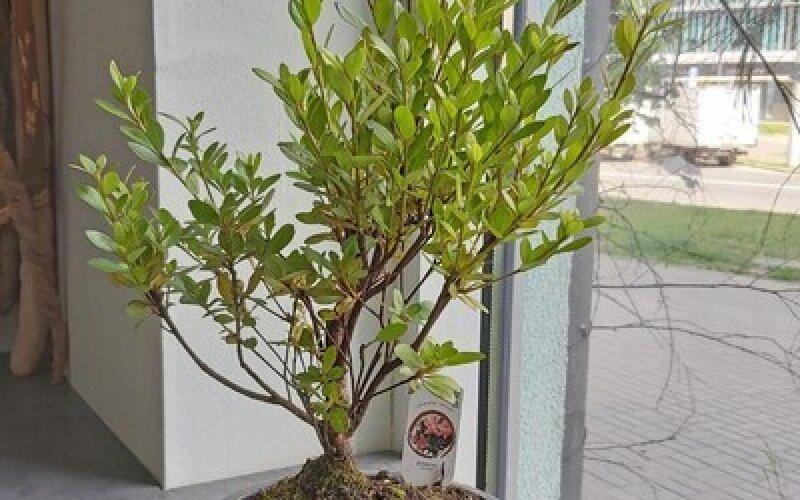 Бонсай Азалия цветущая Рододендрон