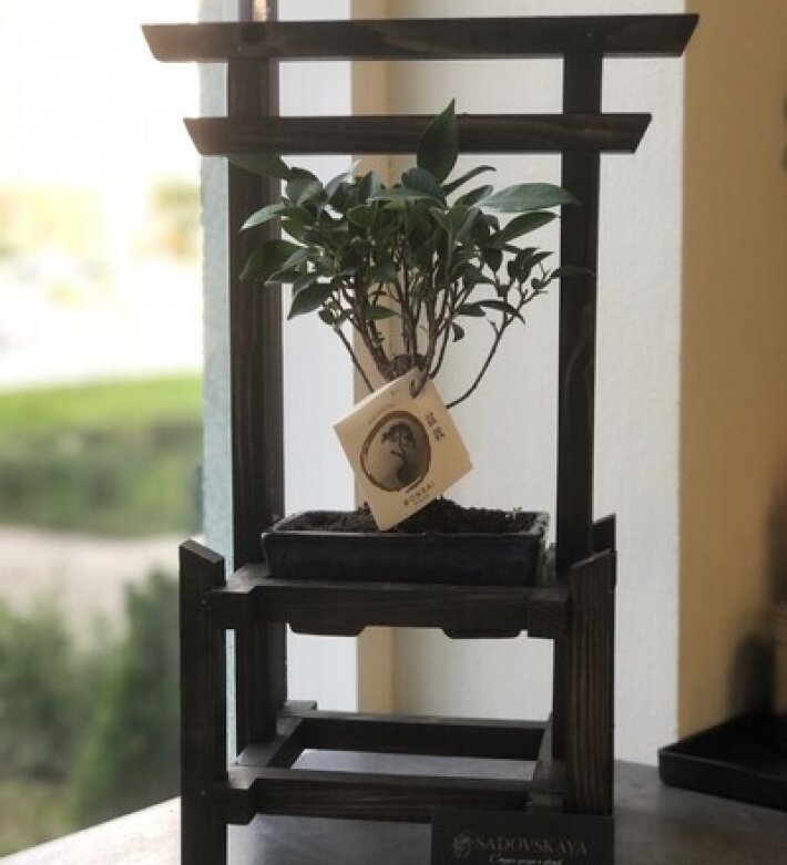 Бонсай Фикус