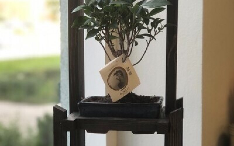 Бонсай Фикус