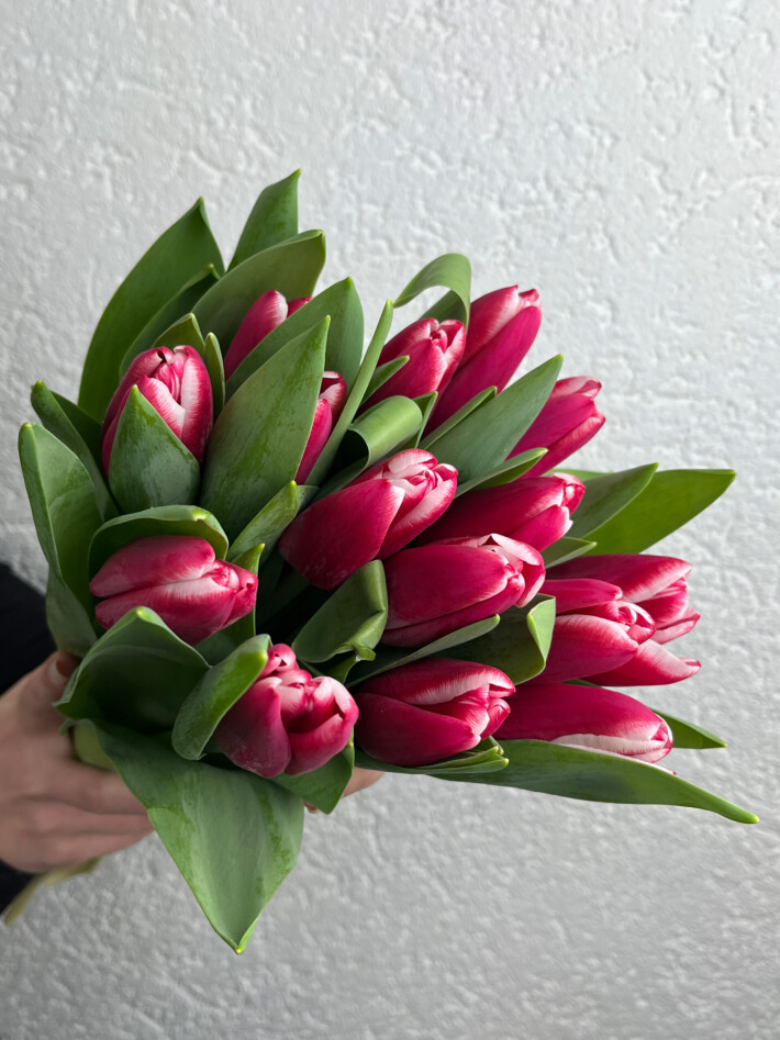 15 малиновых тюльпанов