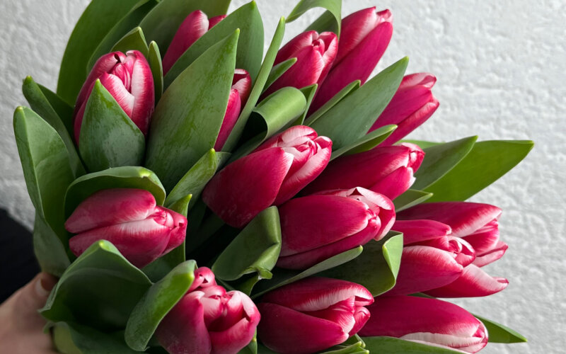 15 малиновых тюльпанов