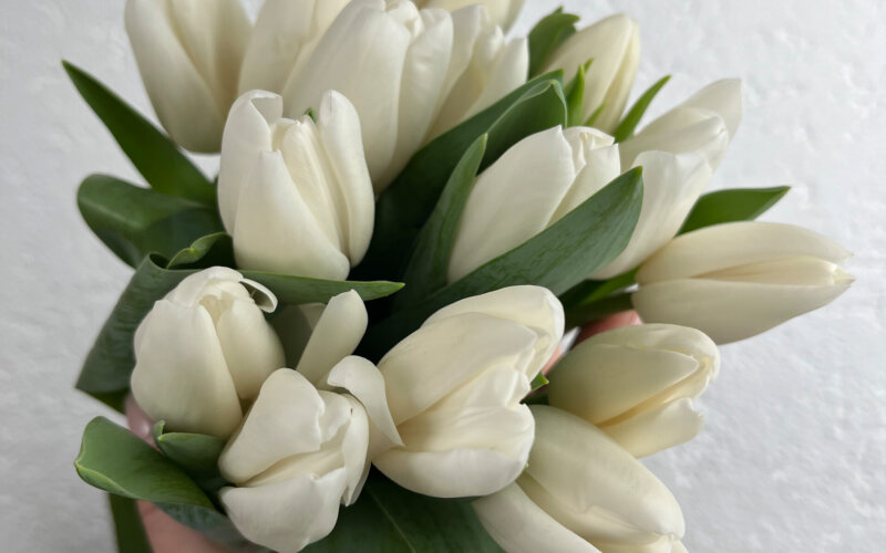 15 белых тюльпанов