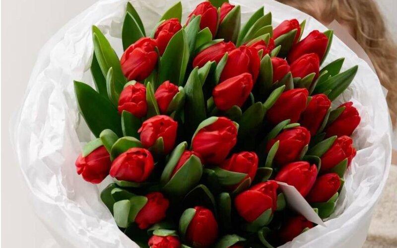 25 красных тюльпанов