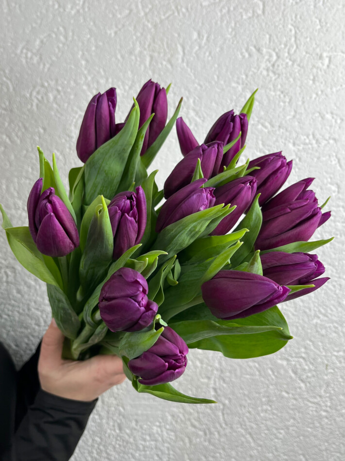 15 фиолетовых тюльпанов